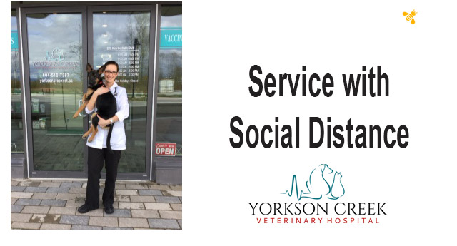 Yorkson Creek Veterinary Clinic – Service with Social Distance